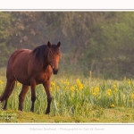 Henson_iris_28_05_2016_010-border