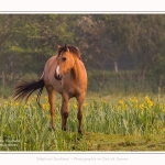Henson_iris_28_05_2016_014-border