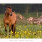 Henson_iris_28_05_2016_019-border