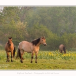 Henson_iris_28_05_2016_025-border