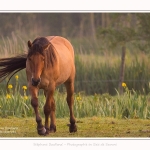 Henson_iris_28_05_2016_026-border
