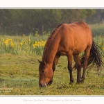 Henson_iris_28_05_2016_031-border