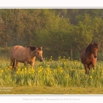 Henson_iris_28_05_2016_047-border