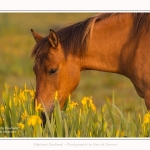 Henson_iris_28_05_2016_054-border