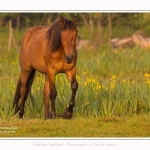 Henson_iris_28_05_2016_059-border