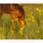 Henson_iris_28_05_2016_060-border