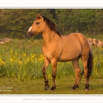Henson_iris_28_05_2016_078-border