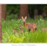 Saison : Printemps - Lieu : ForÃªt de CrÃ©cy, CrÃ©cy-en-Ponthieu, Somme, Picardie, France