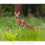 Saison : Printemps - Lieu : ForÃªt de CrÃ©cy, CrÃ©cy-en-Ponthieu, Somme, Picardie, France