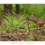 Saison : Printemps - Lieu : ForÃªt de CrÃ©cy, CrÃ©cy-en-Ponthieu, Somme, Picardie, France