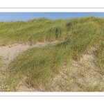 Elymus farctus (chiendent des sables, chiendent piquant)