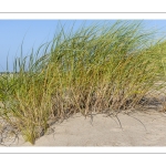 Elymus farctus (chiendent des sables, chiendent piquant)