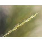 Elymus farctus (chiendent des sables, chiendent piquant)