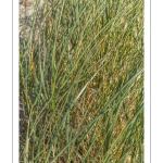 Elymus farctus (chiendent des sables, chiendent piquant)