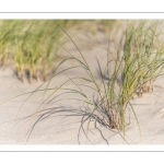 Elymus farctus (chiendent des sables, chiendent piquant)