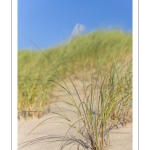 Elymus farctus (chiendent des sables, chiendent piquant)