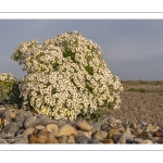 Chou marin (Crambe maritima) sur le cordon de galets