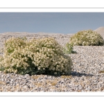 chou marin (Crambe maritima) encore appelé crambe maritime, en fleurs