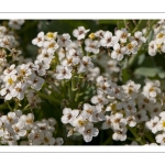 chou marin (Crambe maritima) encore appelé crambe maritime, en fleurs