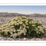 chou marin (Crambe maritima) encore appelé crambe maritime, en fleurs