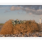 Chou marin sur la digue de galets de la pointe du Hourdel (Baie de Somme)