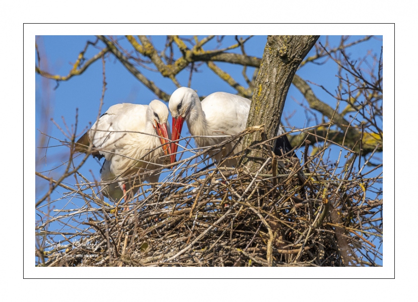 Nidification des Cigognes blanches (Ciconia ciconia - White Stork)