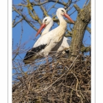 Nidification des Cigognes blanches (Ciconia ciconia - White Stork)