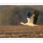 Nidification des Cigognes blanches (Ciconia ciconia - White Stork)