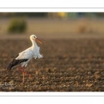 Nidification des Cigognes blanches (Ciconia ciconia - White Stork)