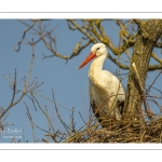 Nidification des Cigognes blanches (Ciconia ciconia - White Stork)