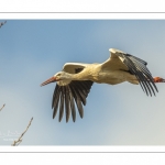 Nidification des Cigognes blanches (Ciconia ciconia - White Stork)