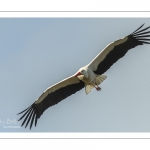 Nidification des Cigognes blanches (Ciconia ciconia - White Stork)