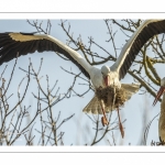 Nidification des Cigognes blanches (Ciconia ciconia - White Stork)