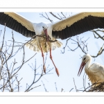 Nidification des Cigognes blanches (Ciconia ciconia - White Stork)