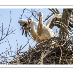 Nidification des Cigognes blanches (Ciconia ciconia - White Stork)