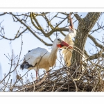 Nidification des Cigognes blanches (Ciconia ciconia - White Stork)