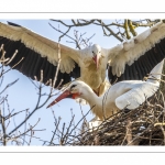 Nidification des Cigognes blanches (Ciconia ciconia - White Stork)