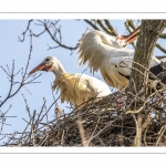 Nidification des Cigognes blanches (Ciconia ciconia - White Stork)