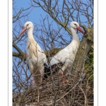 Nidification des Cigognes blanches (Ciconia ciconia - White Stork)