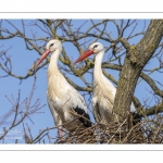 Nidification des Cigognes blanches (Ciconia ciconia - White Stork)