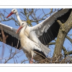 Nidification des Cigognes blanches (Ciconia ciconia - White Stork)