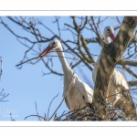 Nidification des Cigognes blanches (Ciconia ciconia - White Stork)