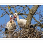 Nidification des Cigognes blanches (Ciconia ciconia - White Stork)