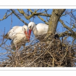 Nidification des Cigognes blanches (Ciconia ciconia - White Stork)