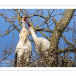 Nidification des Cigognes blanches (Ciconia ciconia - White Stork)