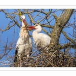 Nidification des Cigognes blanches (Ciconia ciconia - White Stork)