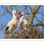 Nidification des Cigognes blanches (Ciconia ciconia - White Stork)