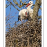 Nidification des Cigognes blanches (Ciconia ciconia - White Stork)