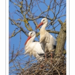 Nidification des Cigognes blanches (Ciconia ciconia - White Stork)