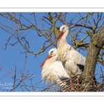 Nidification des Cigognes blanches (Ciconia ciconia - White Stork)